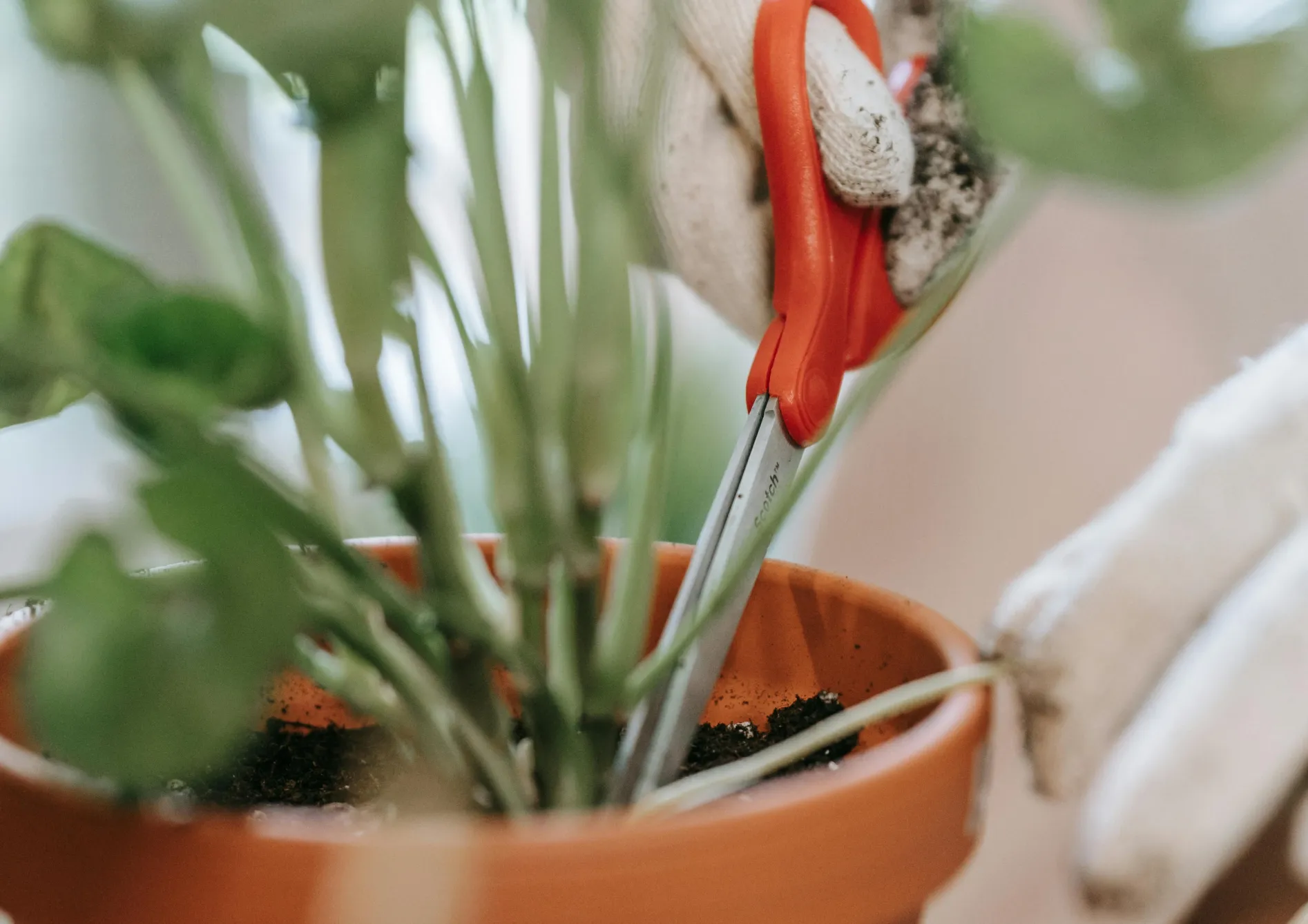 Tailler et entretenir correctement vos plantes