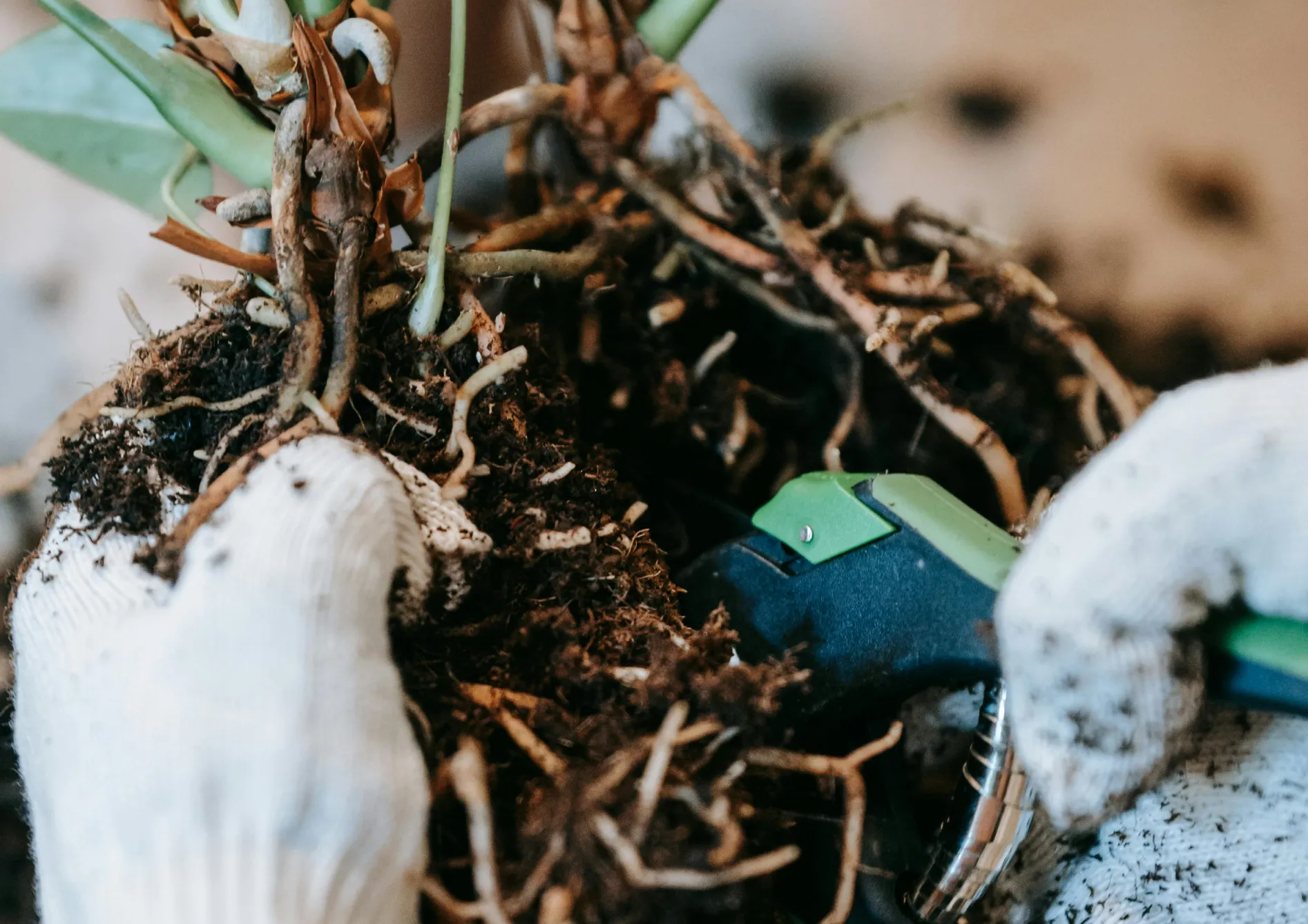 Encourager la floraison avec des techniques avancées