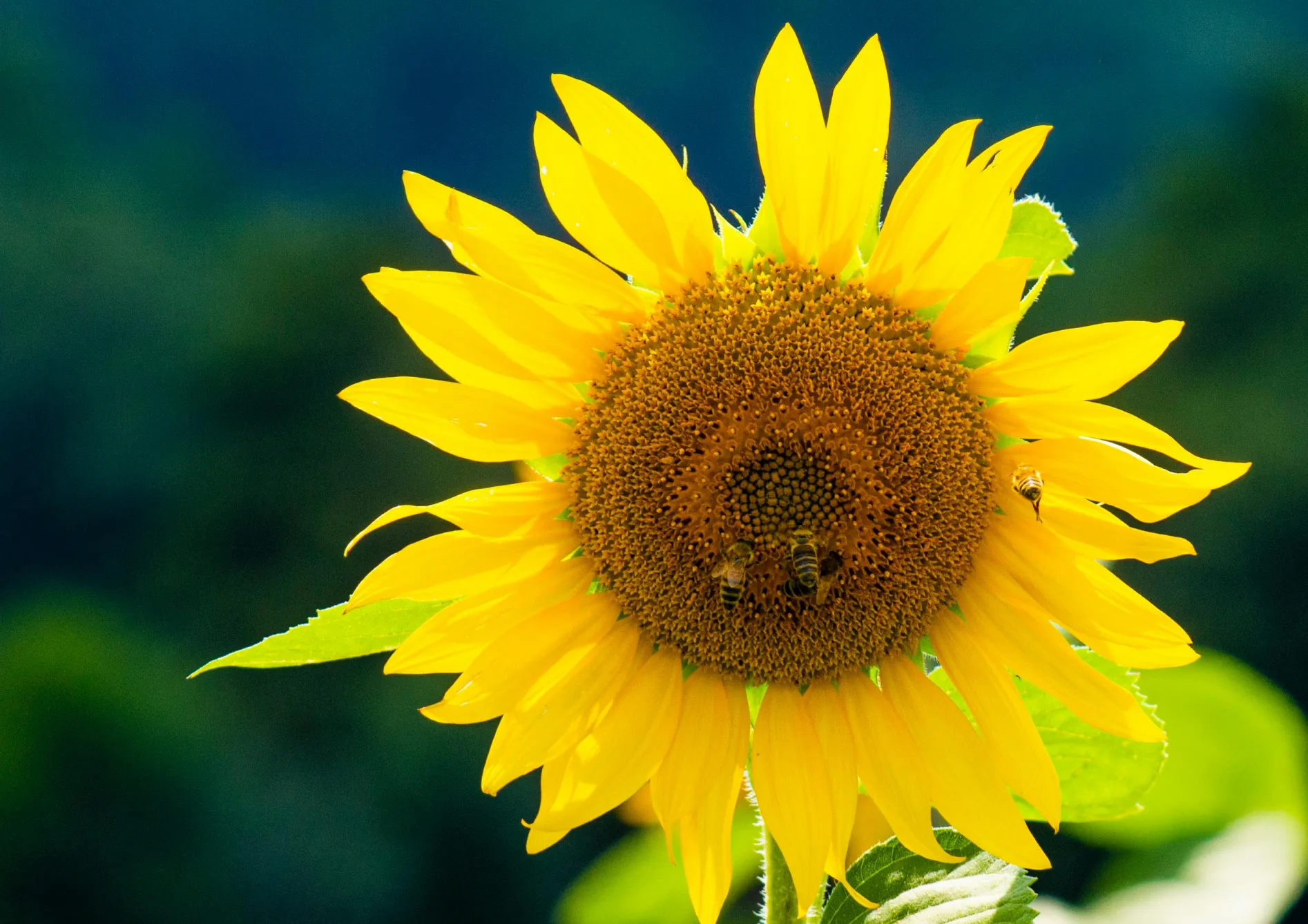 Entretien des fleurs après transplantation