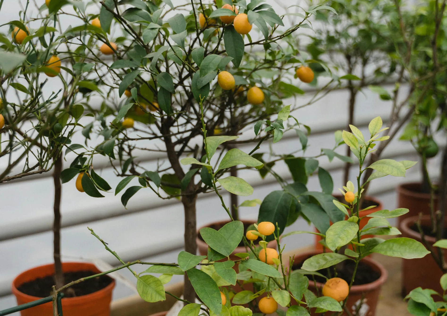 Les erreurs à éviter lors de la culture des agrumes en pot