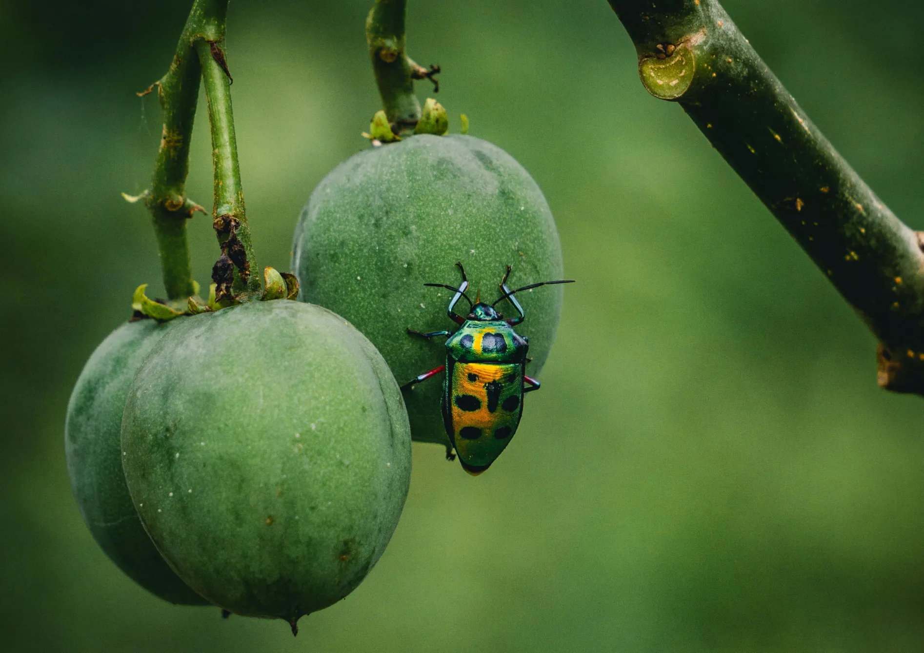 Choisir le bon emplacement pour les petits fruits