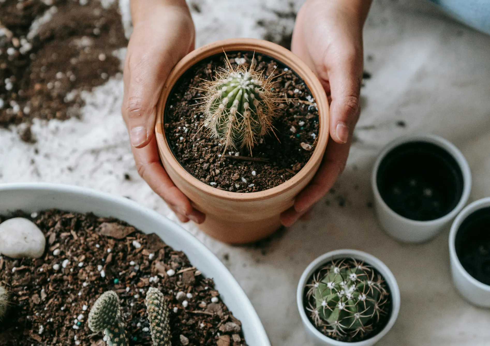 Plante Succulente