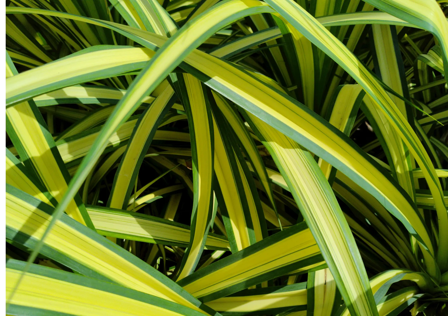 Plante philodendron