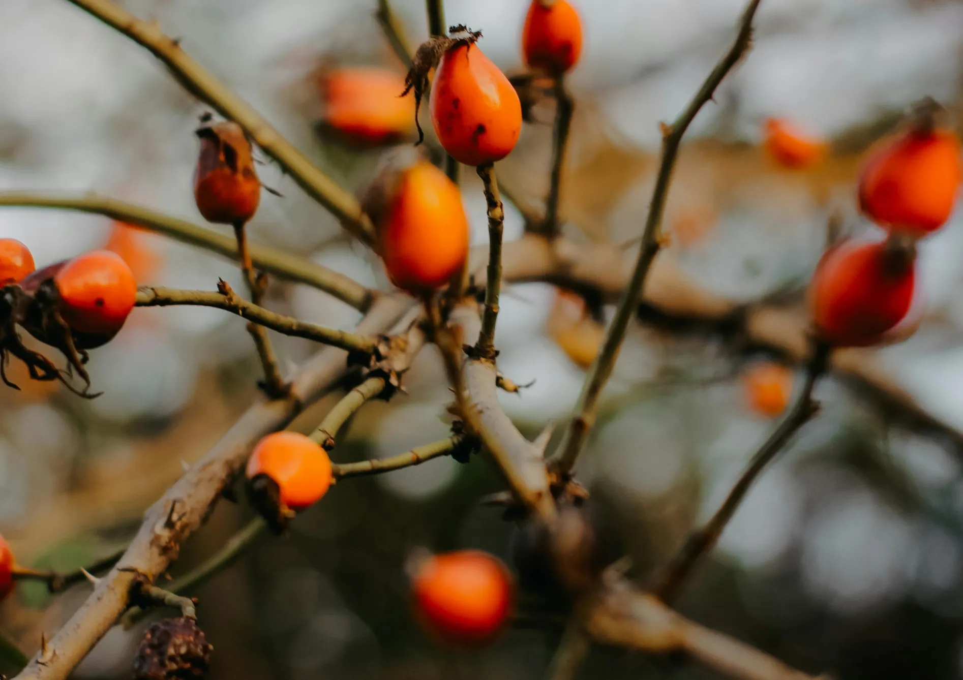 L’entretien des petits fruitiers