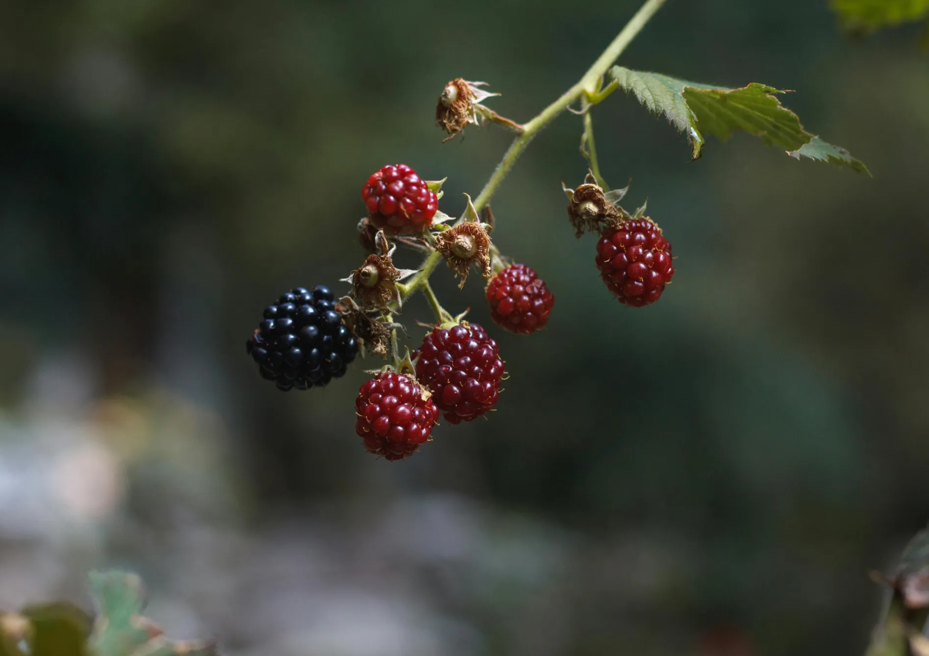 Planter les framboisiers, groseilliers et cassissiers