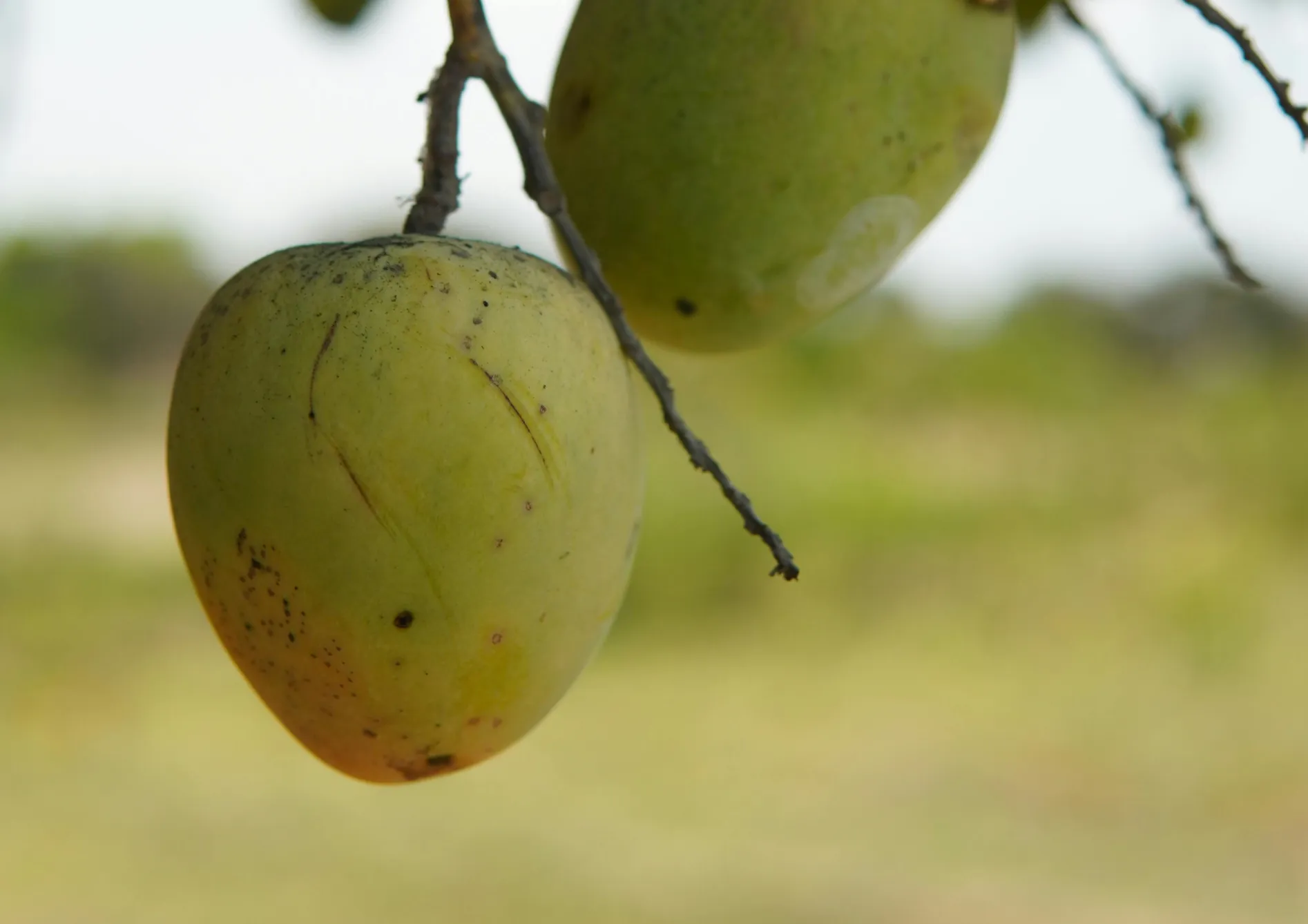 Pourquoi créer un jardin de petits fruits ?