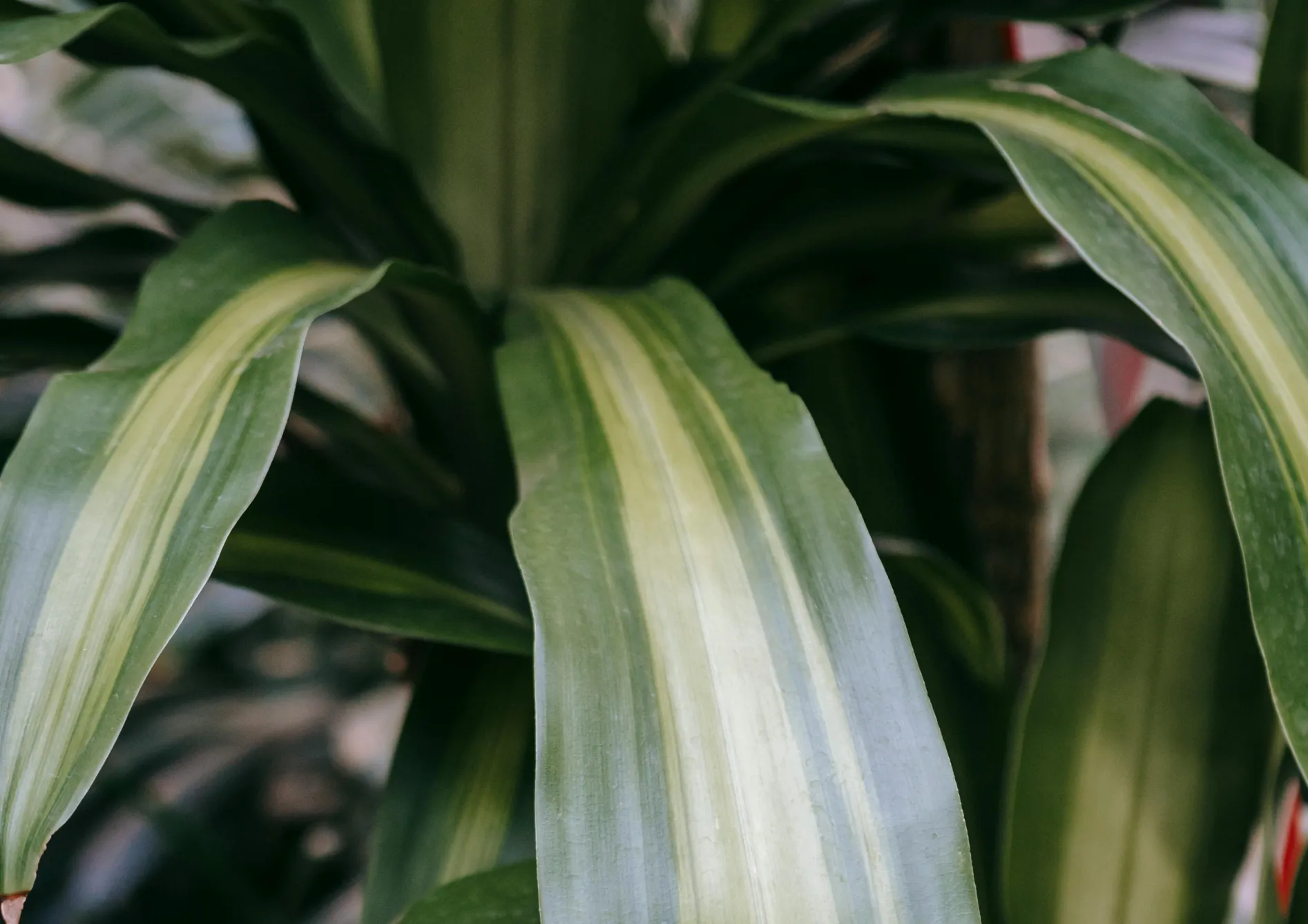 Plante Aglaonema