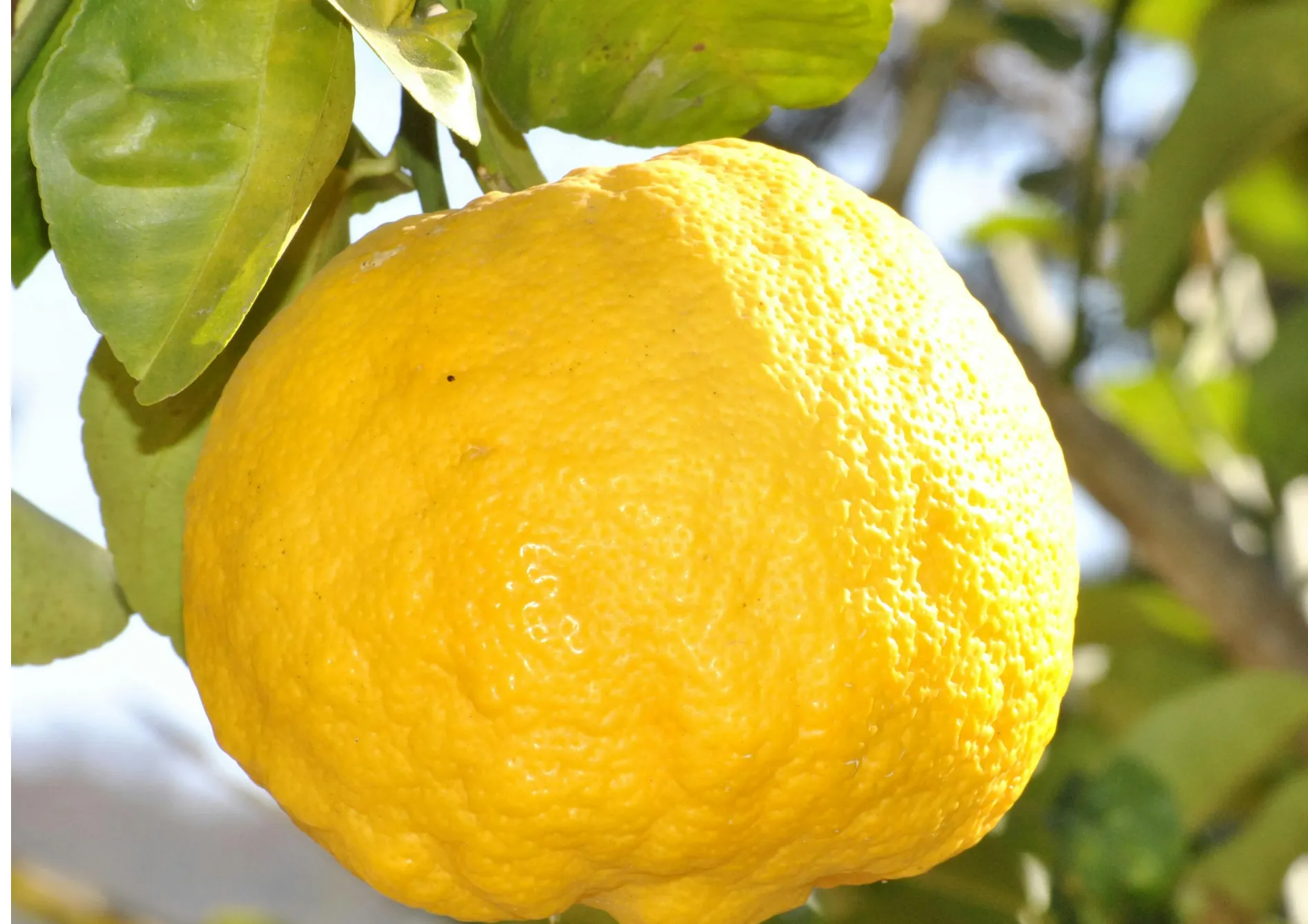 L’entretien d’un citronnier : Les gestes à adopter