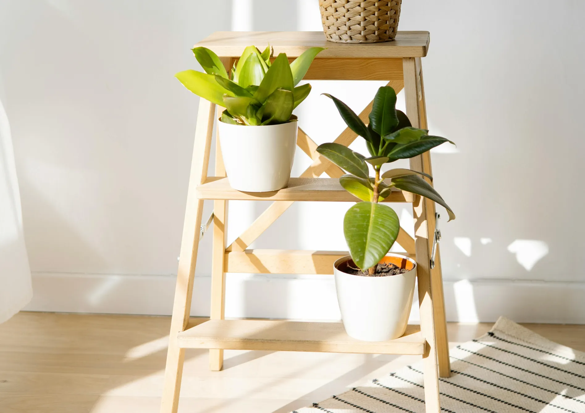 Plante Ficus elastica