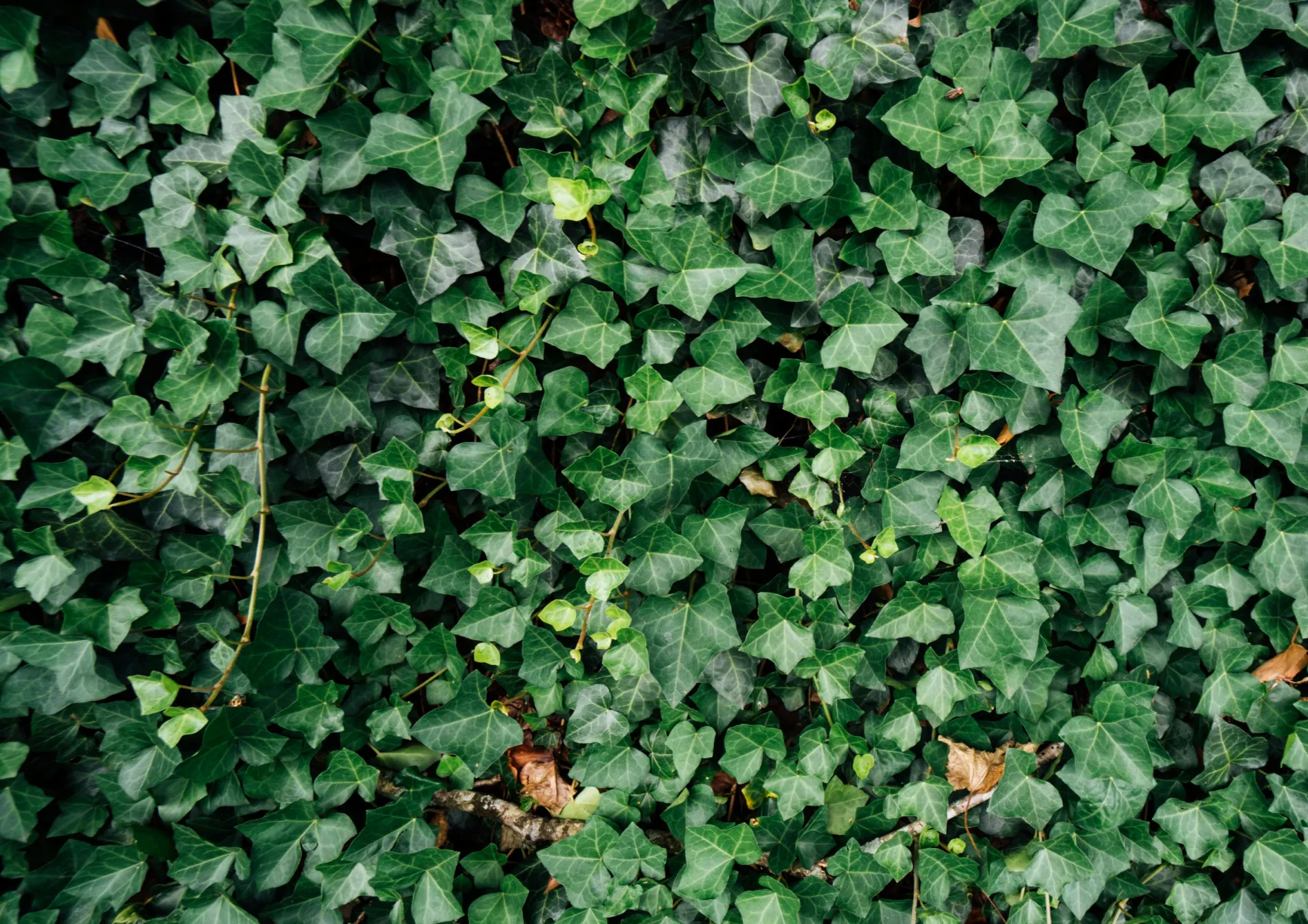 Les meilleures plantes pour une haie brise-vue