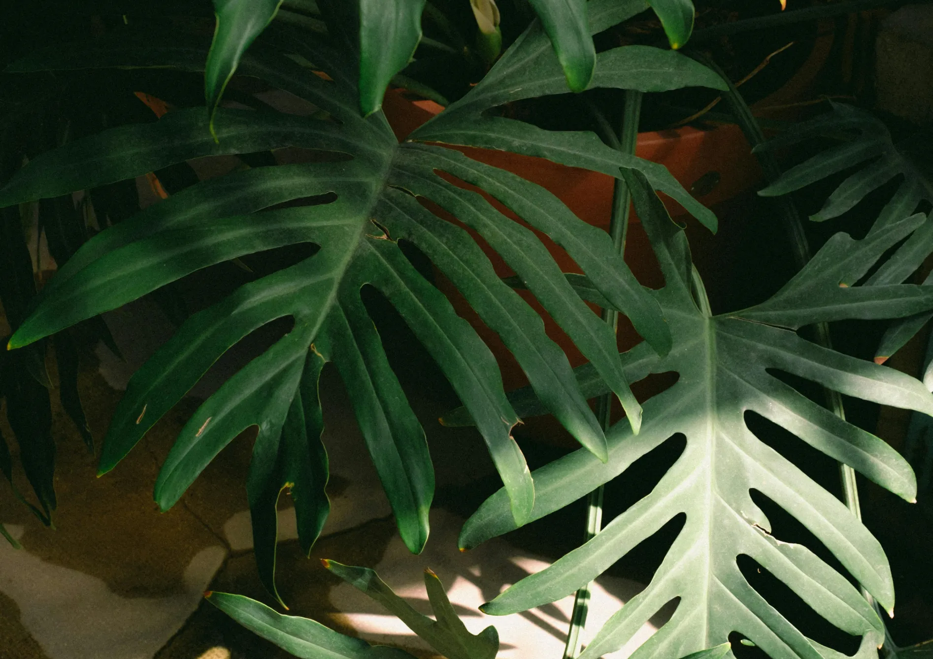 Plante Dracaena