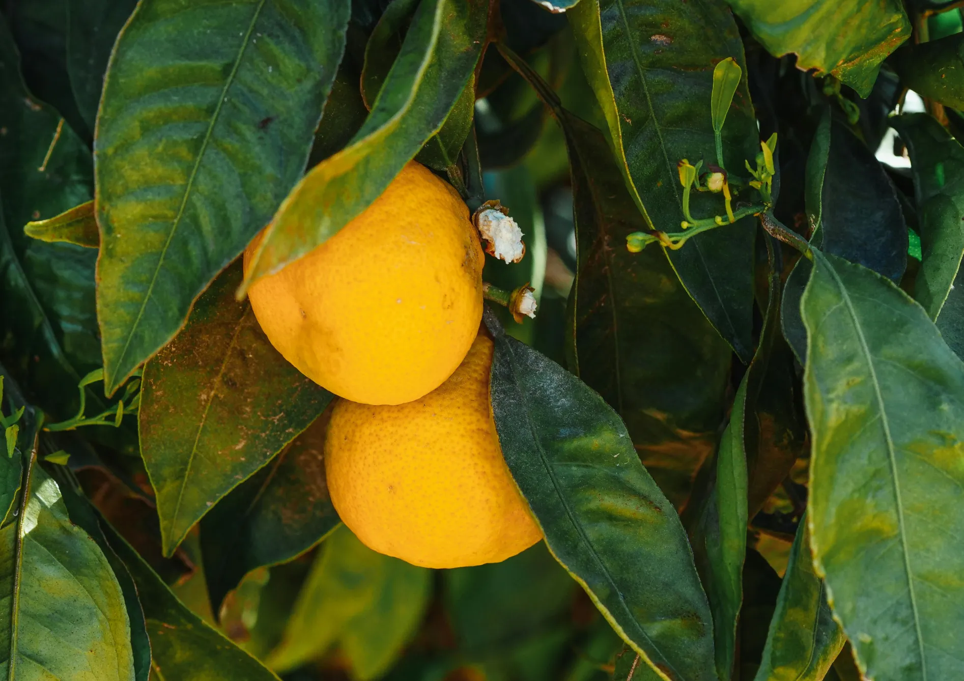 Planter un citronnier : Les étapes clés