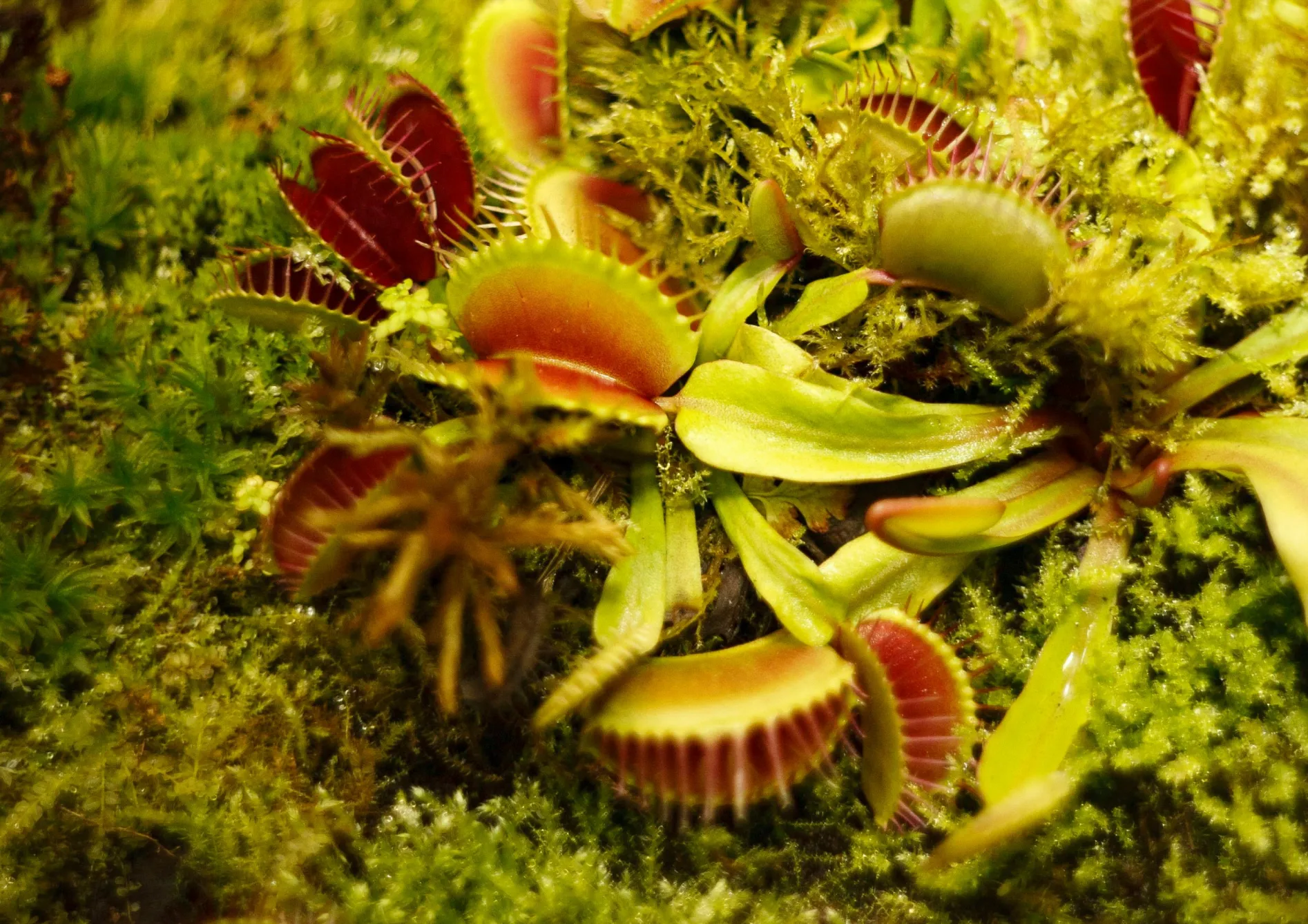 Astuces pour réussir avec les plantes carnivores