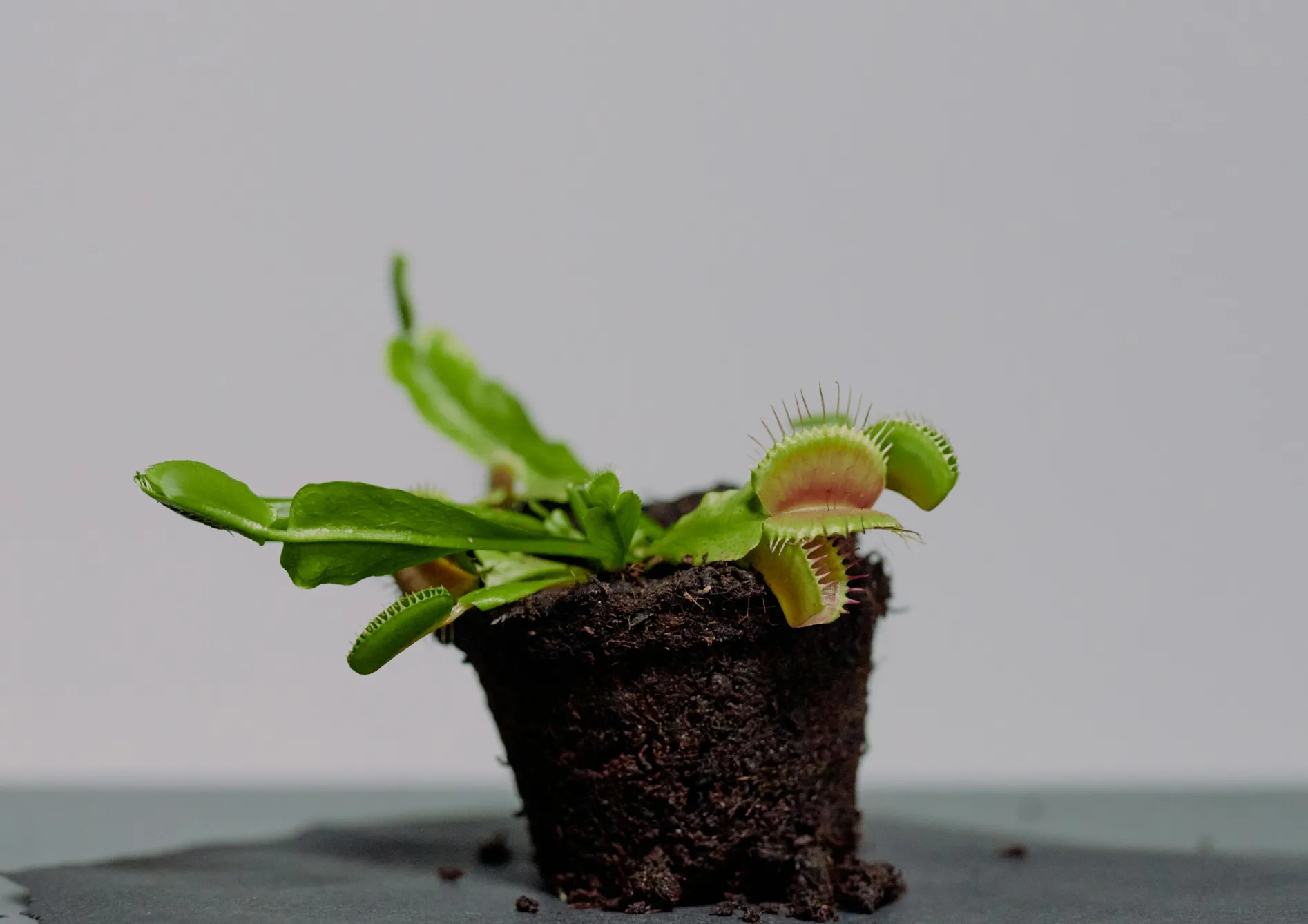 Conseils de culture pour les plantes carnivores