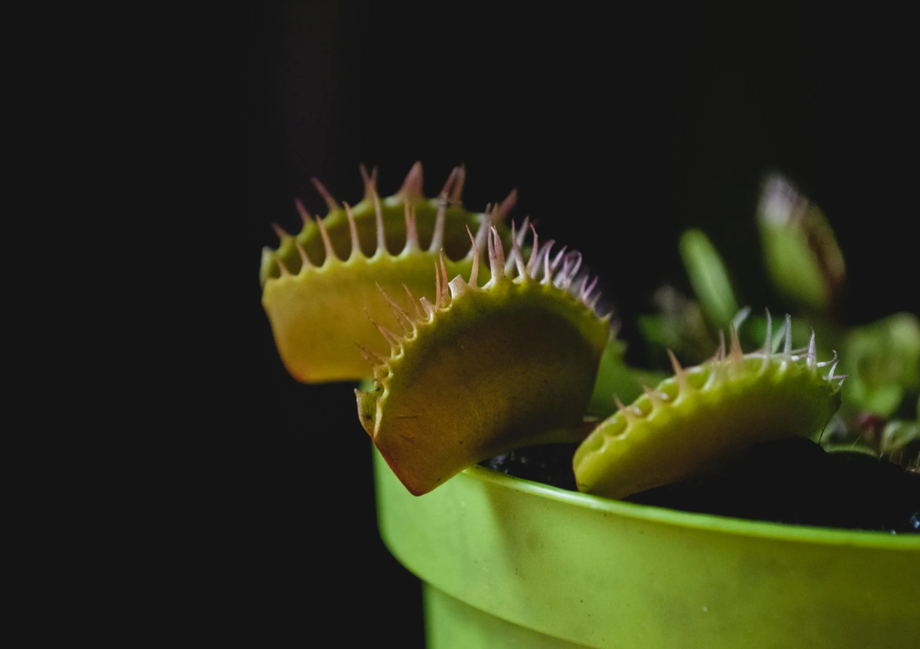 Les meilleures plantes carnivores pour débutants