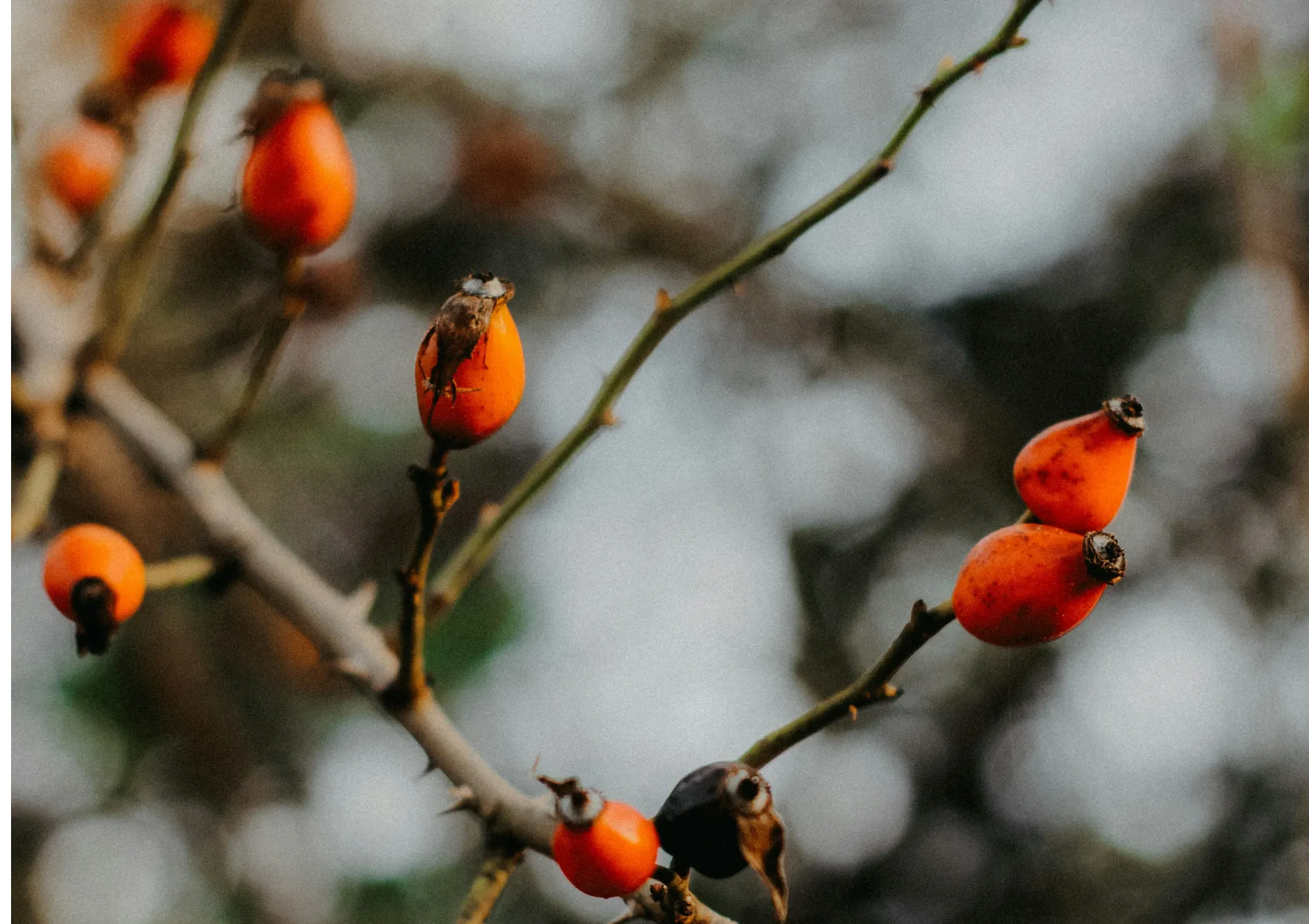 Conseils pour cultiver des plantes grimpantes fruitières en pot