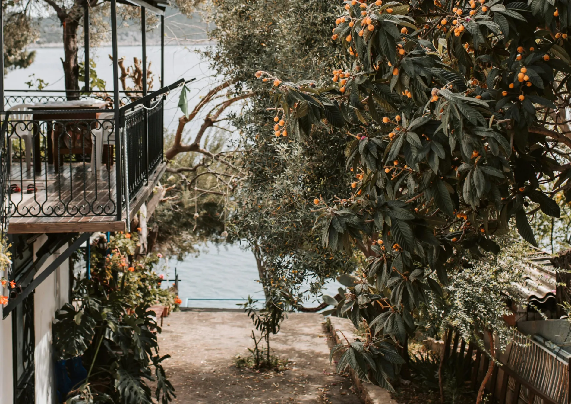 Conseils pour réussir la culture des plantes méditerranéennes en pot