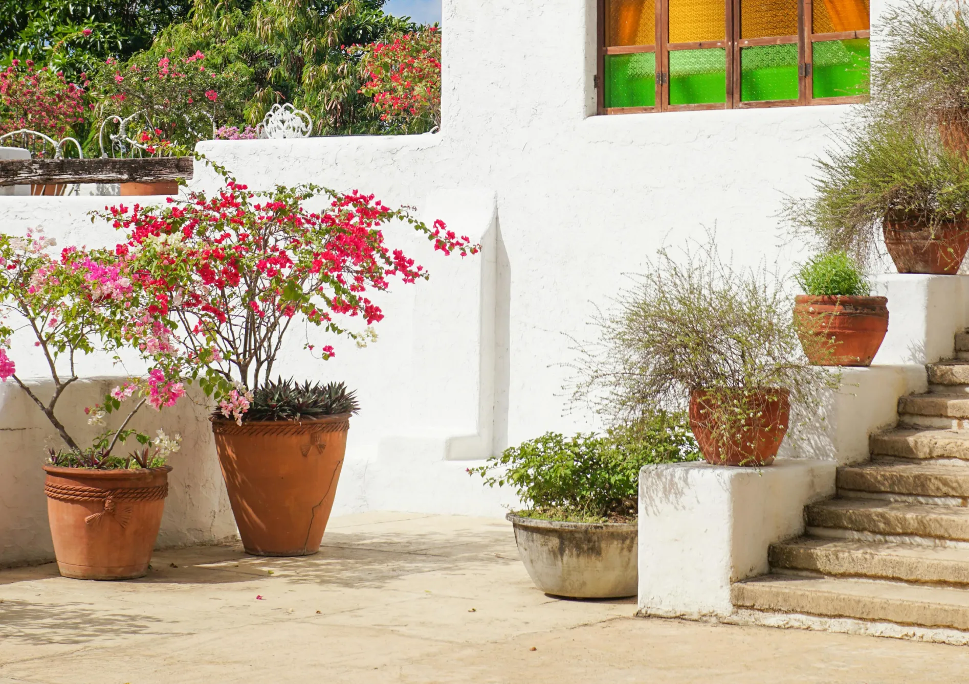 Pourquoi choisir des plantes méditerranéennes pour votre balcon ou terrasse ?