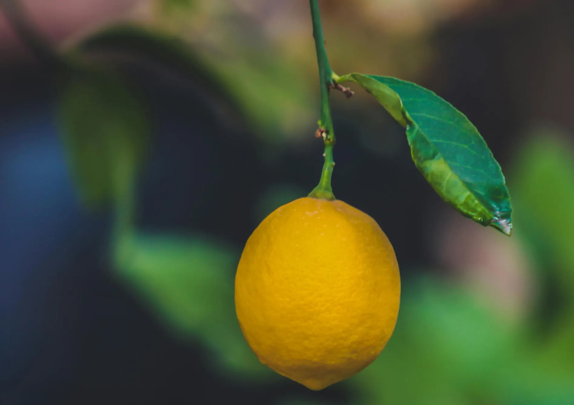Du semis à la récolte des citrons
