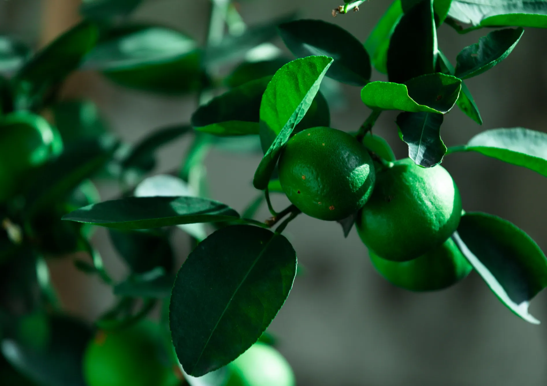 Choisir la variété de citronnier adaptée
