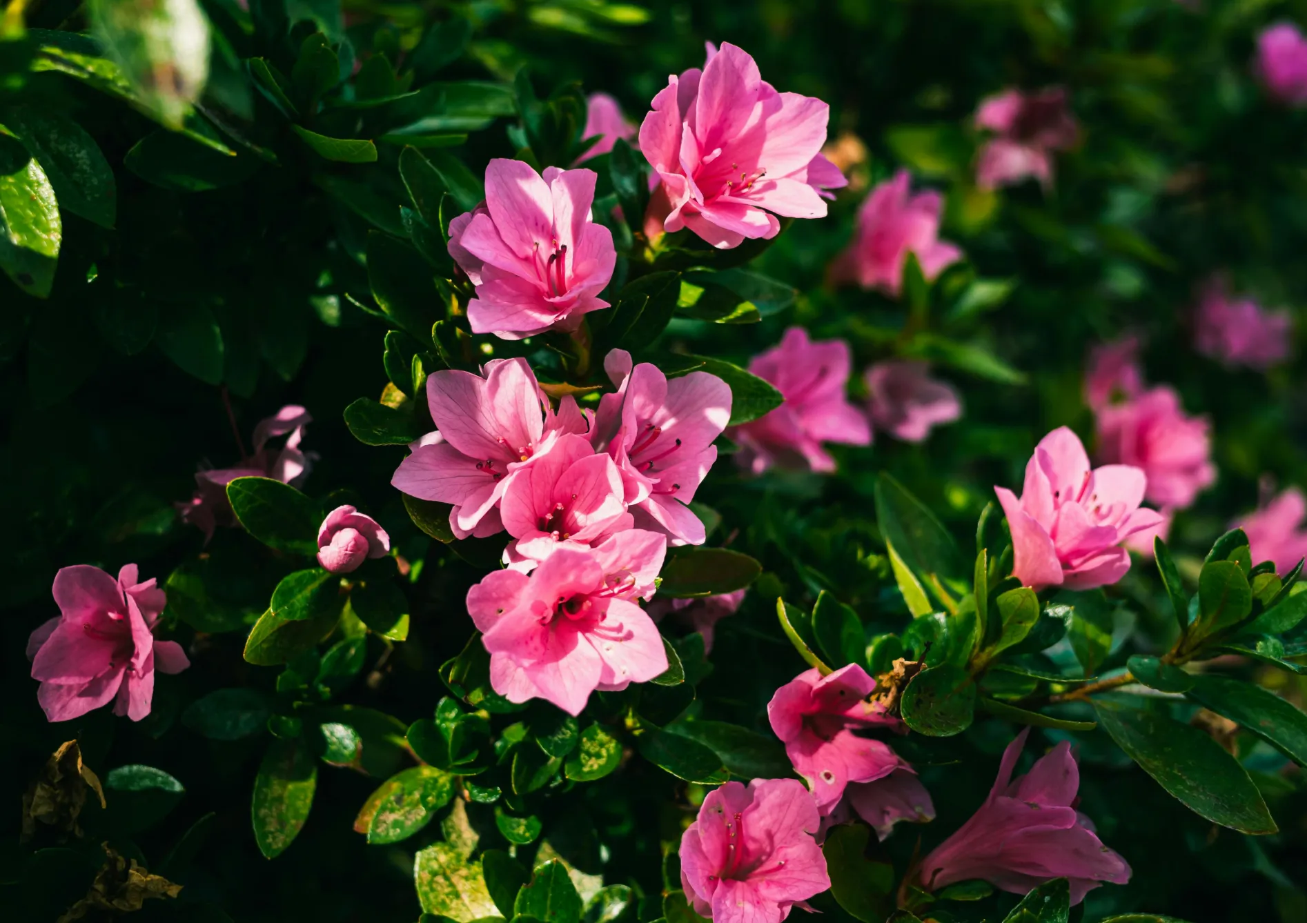 Comment maximiser la couleur et la texture dans un jardin d’ombre