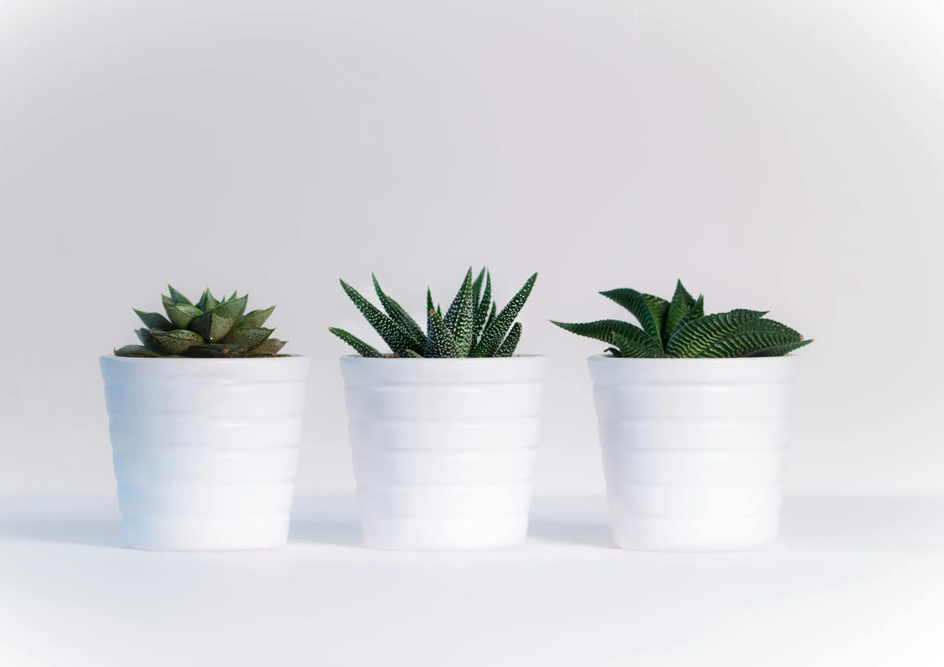 Conseils d’entretien pour les plantes grasses