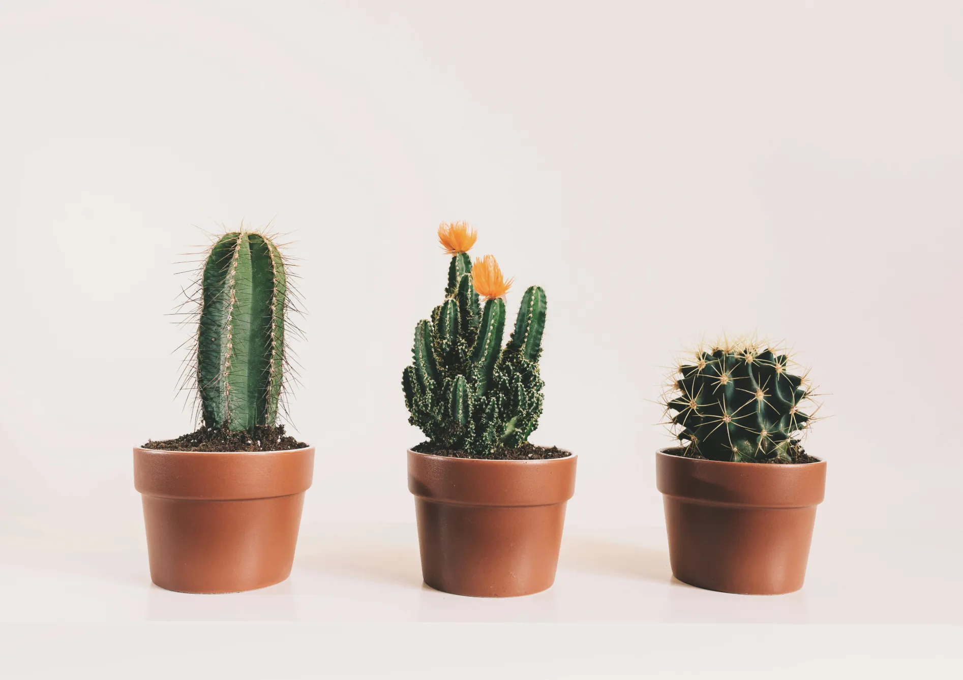 Comment démarrer votre collection de plantes grasses