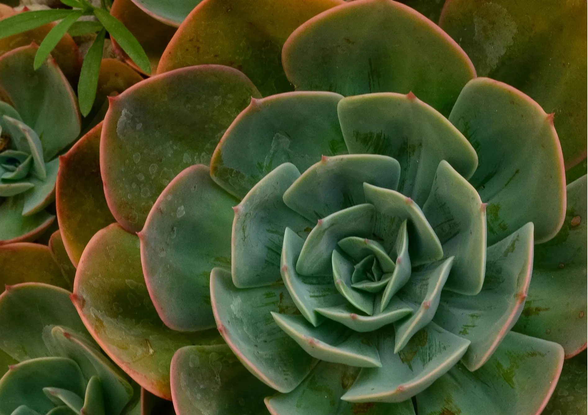 Les meilleures plantes grasses pour les débutants