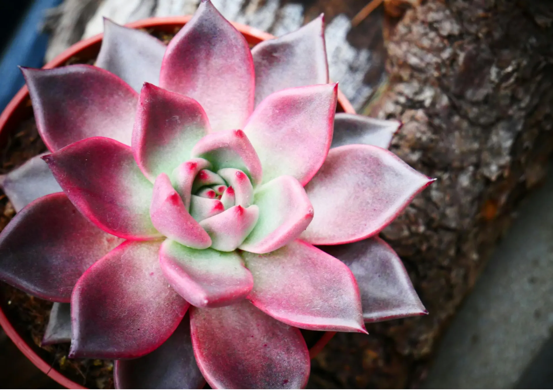 Pourquoi choisir des plantes grasses ?