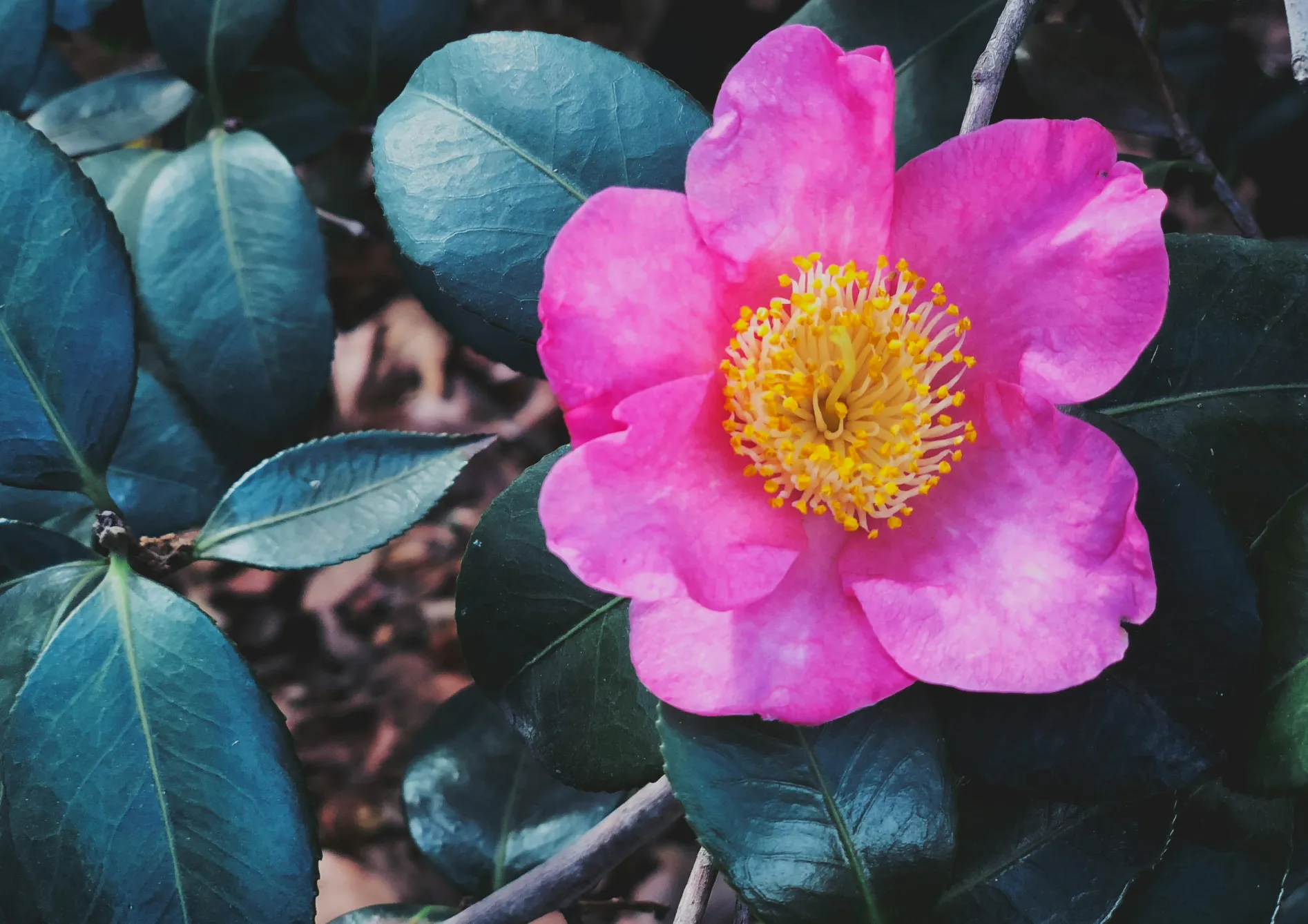 Mise en valeur des plantes de terre de bruyère dans un petit jardin
