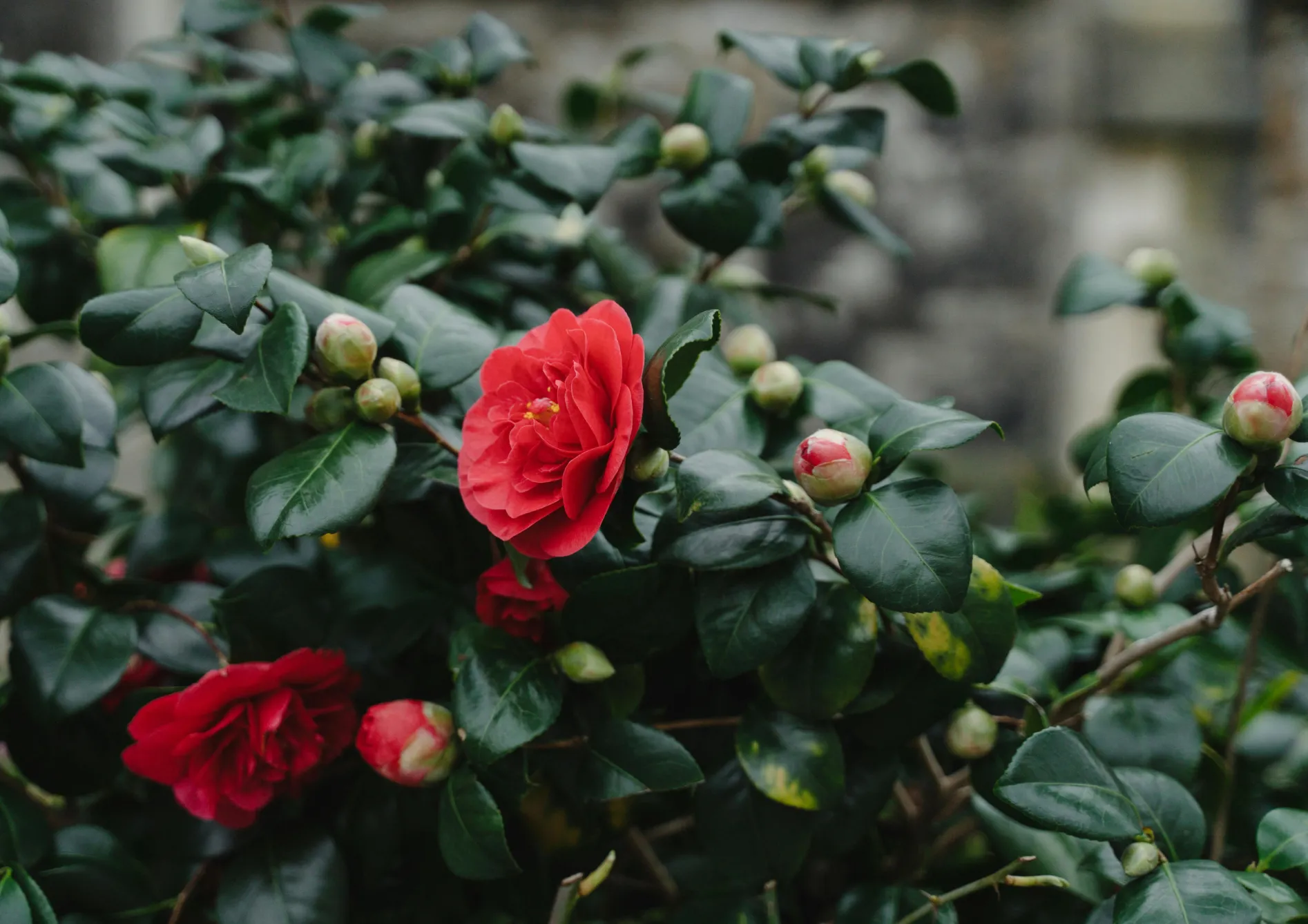 Les meilleures plantes de terre de bruyère pour petits jardins