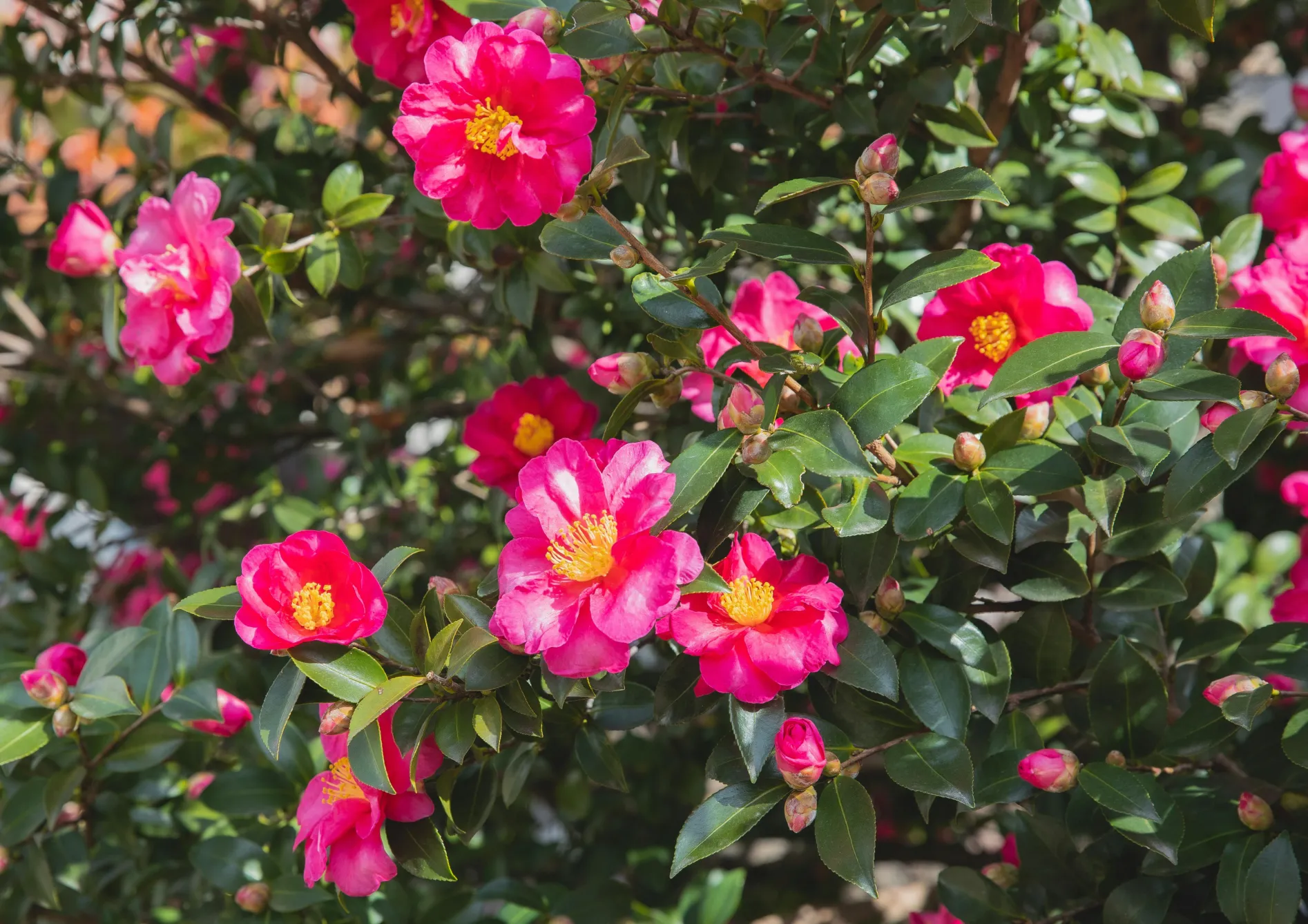 Conseils d’entretien pour les plantes de terre de bruyère dans les petits jardins