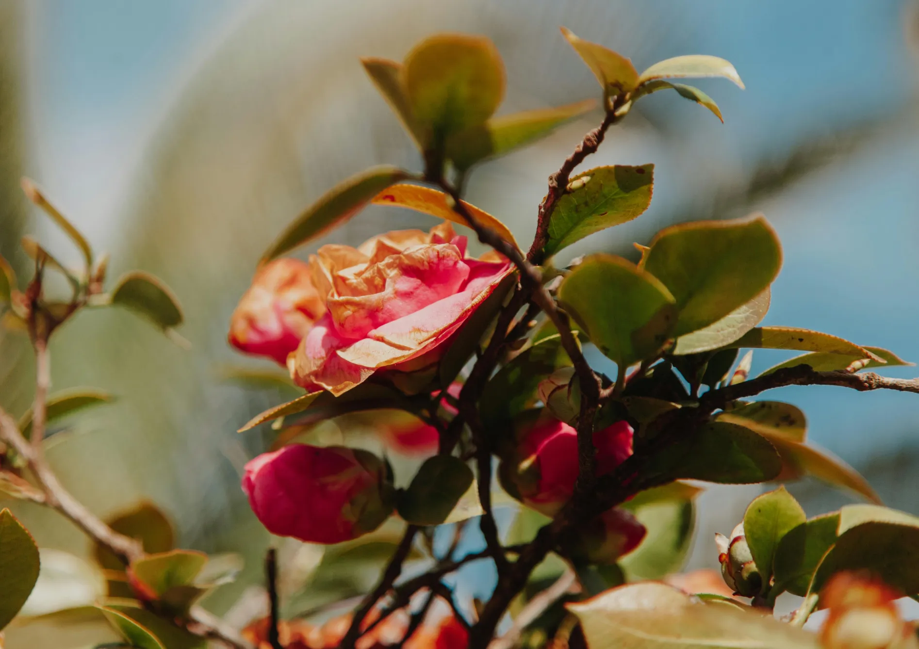 Pourquoi choisir des plantes de terre de bruyère pour un petit jardin ?